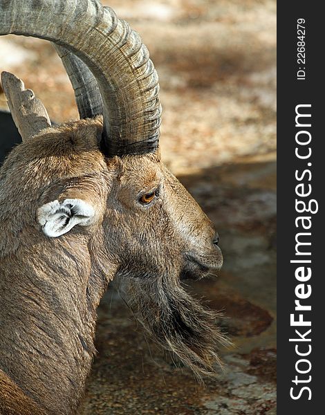 Close Up Profile Portrait Of Ibex Mountain Goat With Curved Horns. Close Up Profile Portrait Of Ibex Mountain Goat With Curved Horns