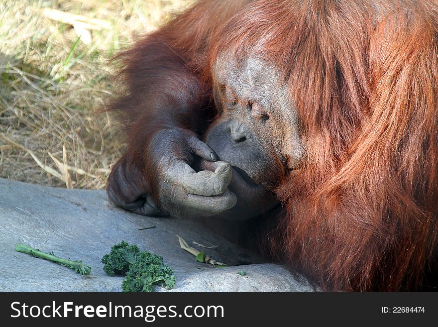 Orang sitting In Sun Eating Vegetables. Orang sitting In Sun Eating Vegetables