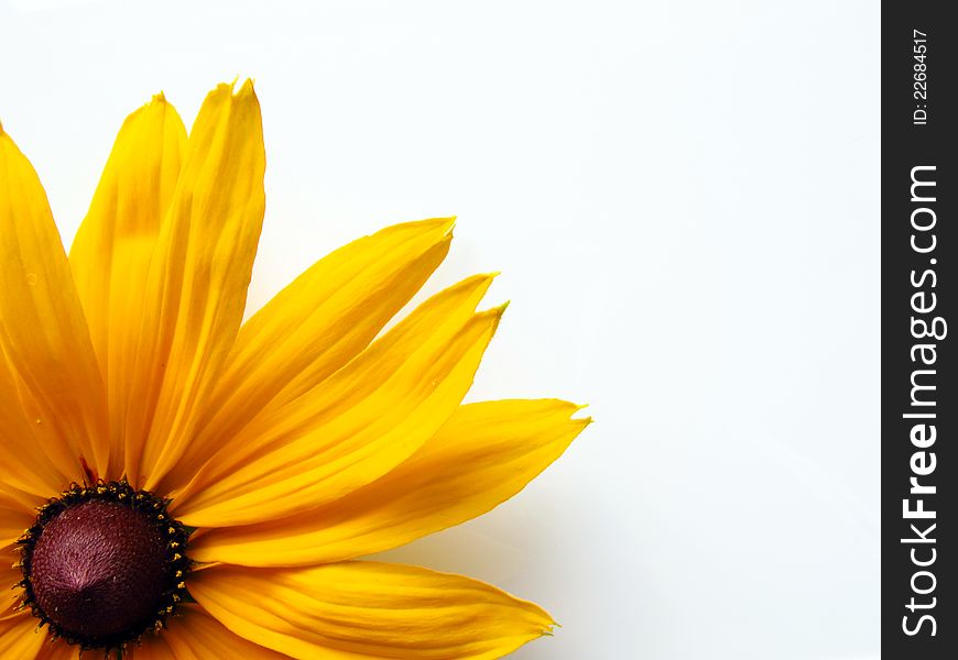 Yellow rudbeckia flower on a white background