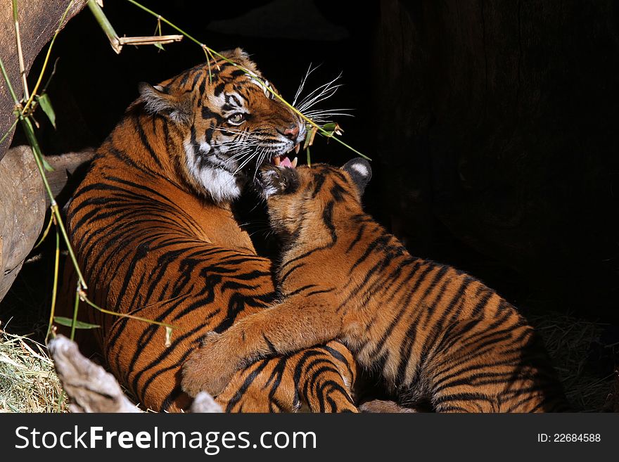 Tiger Cub Playing With Mom With Teeth Showing. Tiger Cub Playing With Mom With Teeth Showing
