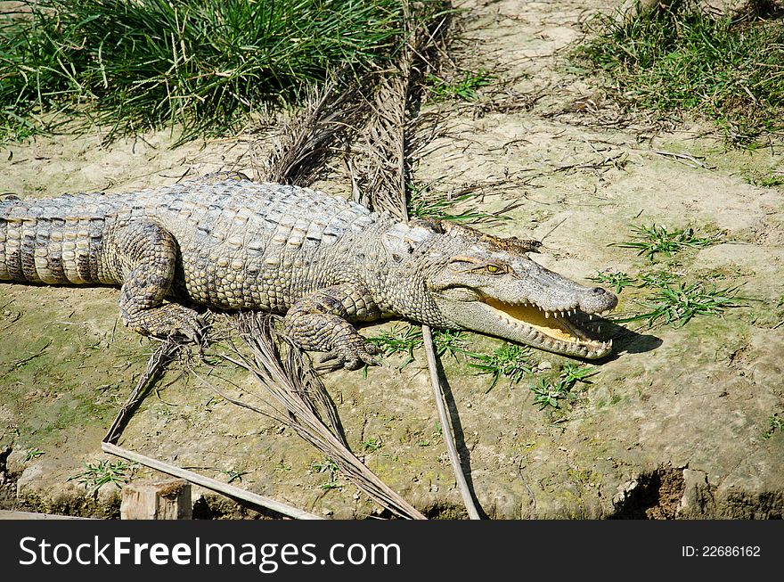 Crocodile, large reptiles. Forest habitat along the water.