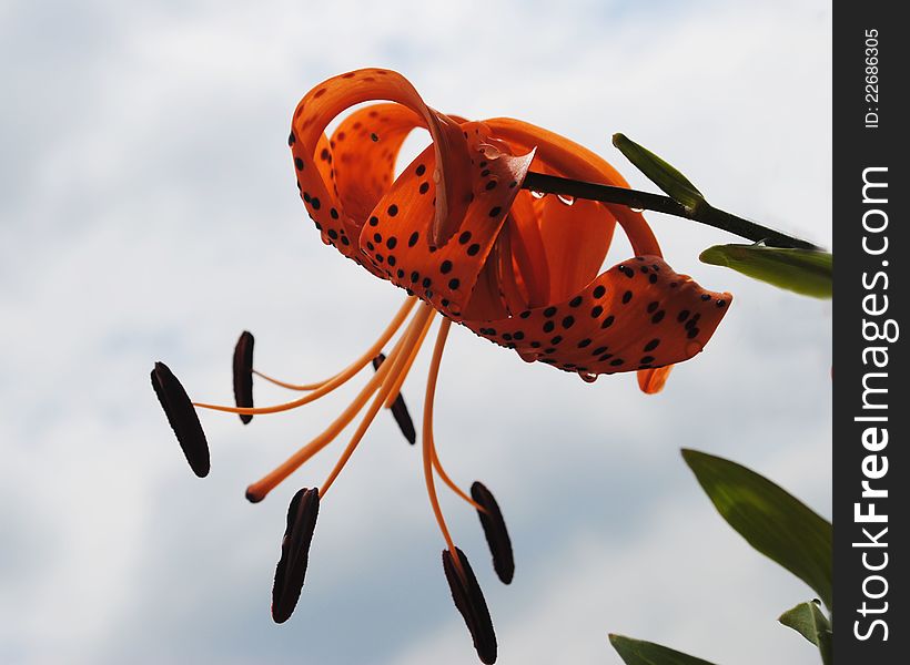 A bright orange Tiger Lily dripping with dew drops.