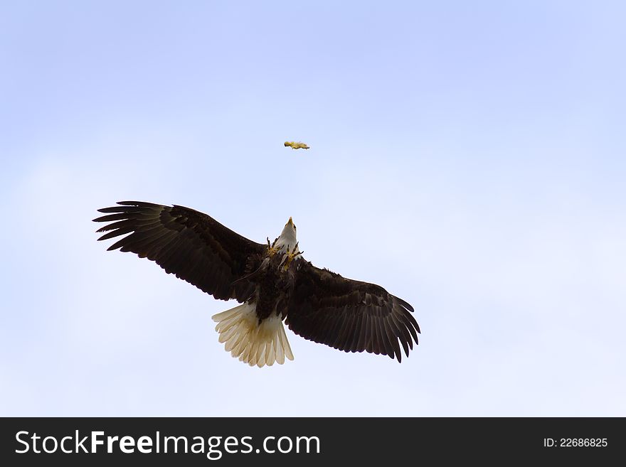 Bald eagle (haliaeetus leucocephalus) taking food from his trainer in the air. Bald eagle (haliaeetus leucocephalus) taking food from his trainer in the air