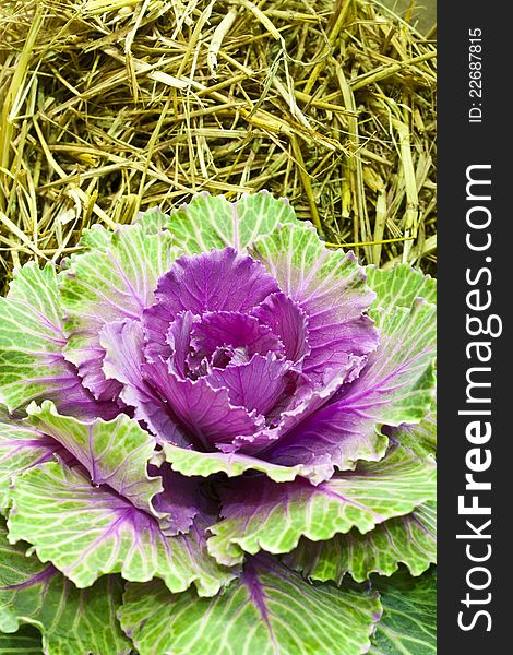 A beautiful ornamental brassica on straw