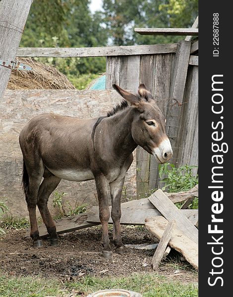 Donkey standing in front of a broken barn. Donkey standing in front of a broken barn