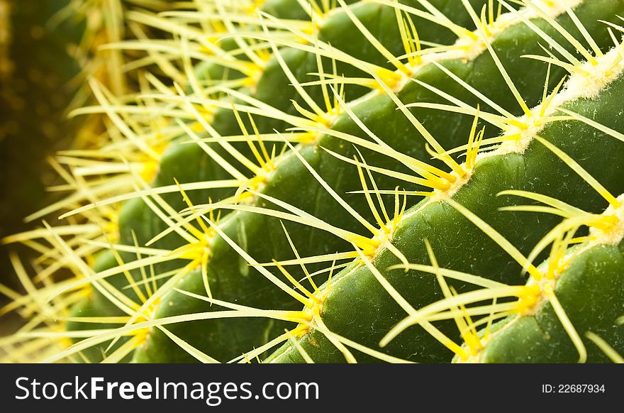 Close up of cactus spines