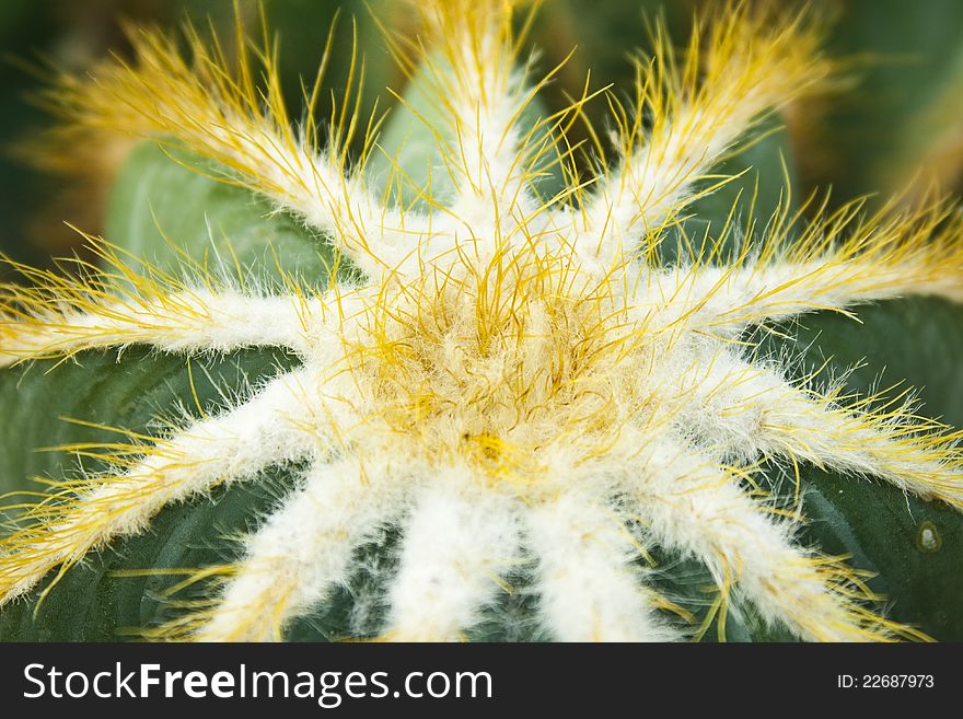 Top view of a cactus