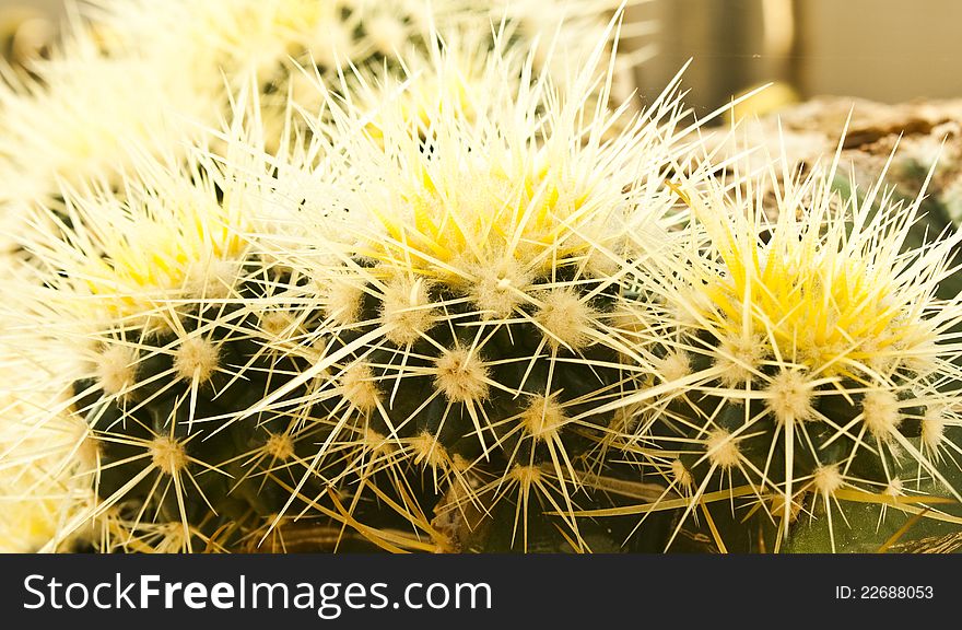 A shape of some cactus