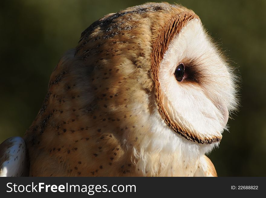 Close up side profile of a barn owl with a green background, detailed look at the feathers and eye area . pale beige feathers with cinnamon contrasting edge. Close up side profile of a barn owl with a green background, detailed look at the feathers and eye area . pale beige feathers with cinnamon contrasting edge