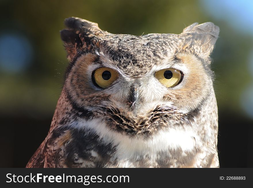 Full on stare from the yellow gold eyes of a horned owl looking at  you directly
soft feathers are evident