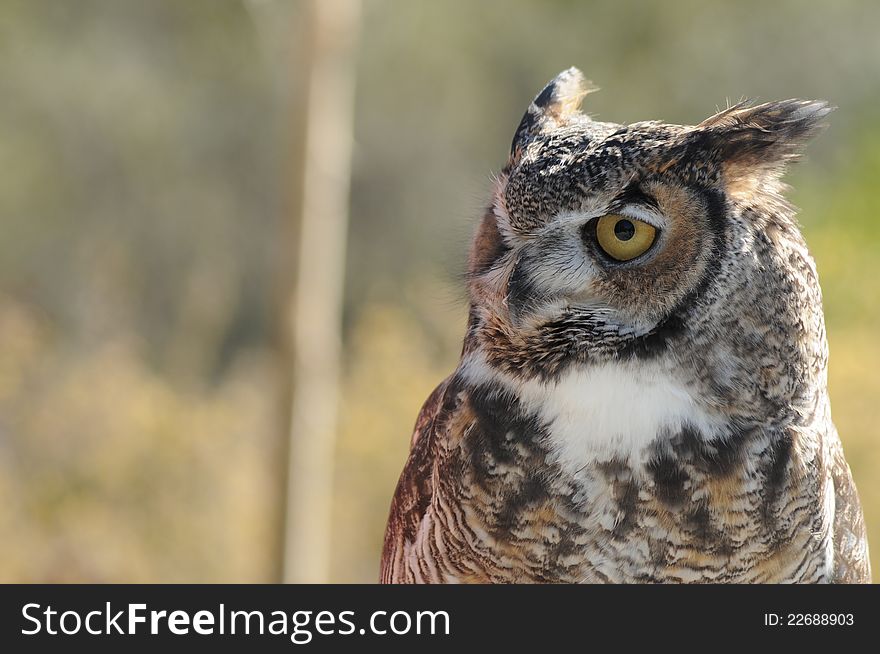 Multi toned horned owl looking off to his right with snowy white chest and fluffy ears. Multi toned horned owl looking off to his right with snowy white chest and fluffy ears