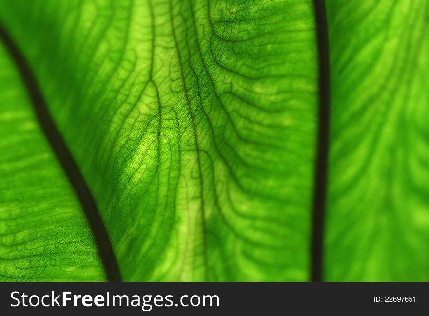 Abstract Leaf Veins