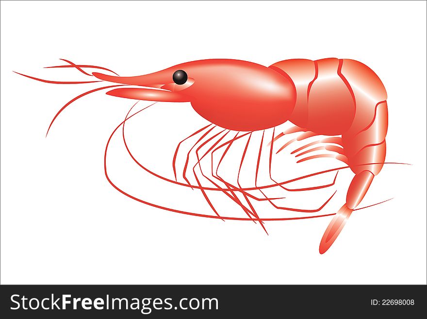 Red shrimp on a white background