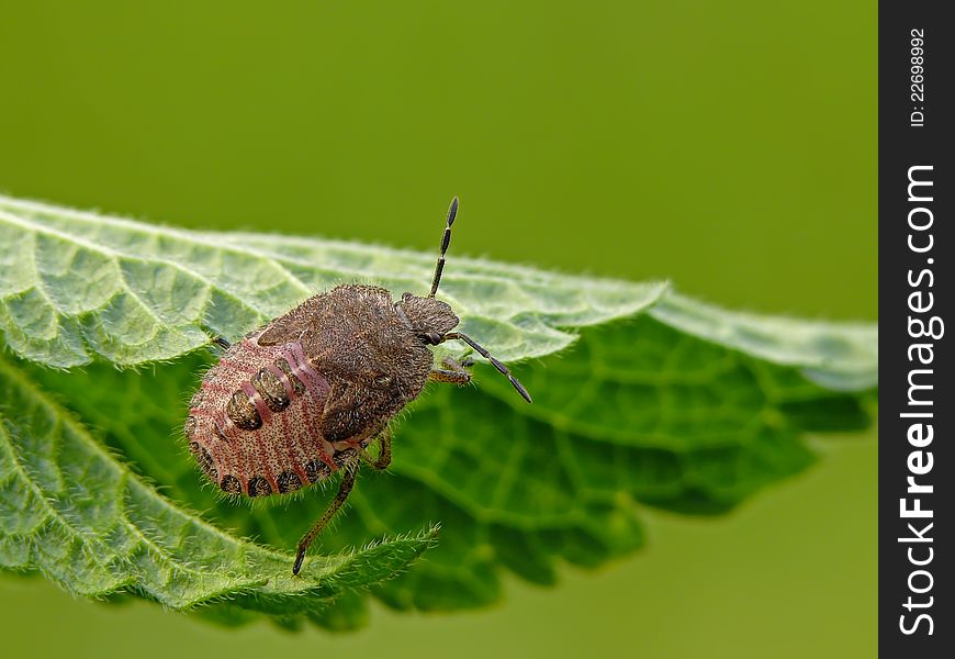 Sloe bug's nymph on nettle leaf.