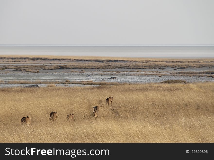 Lion family in the savannah, Etosha National Park, Namibia