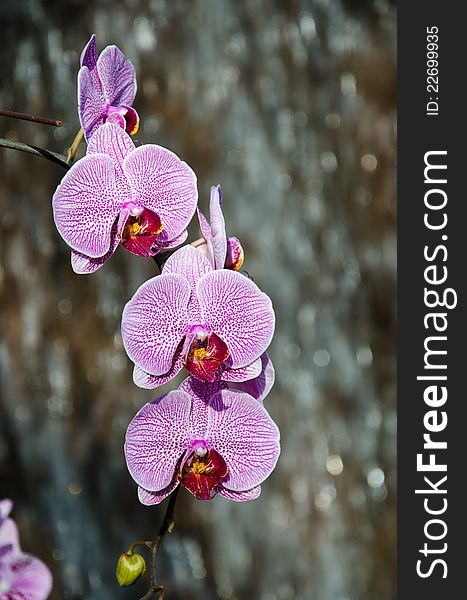 Thai Orchids In The Garden.
