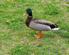 Duck Royalty Free Stock Images Duck Royalty Free Stock Images