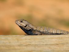 Wild Fence Lizard 3 Stock Image Wild Fence Lizard 3 Stock Image