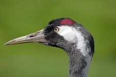 Eurasian Crane Stock Images Eurasian Crane Stock Images