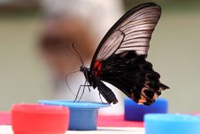 Butterfly Royalty Free Stock Photography Butterfly Royalty Free Stock Photography