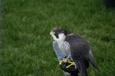 Peregrine Falcon Royalty Free Stock Photography Peregrine Falcon Royalty Free Stock Photography