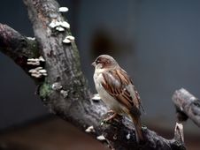 Sparrow. Stock Images