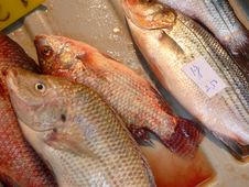 A Day Of Fishing Royalty Free Stock Photos A Day Of Fishing Royalty Free Stock Photos