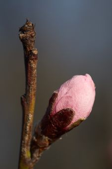 Free Bud Of The Tree Stock Photos - 2279903