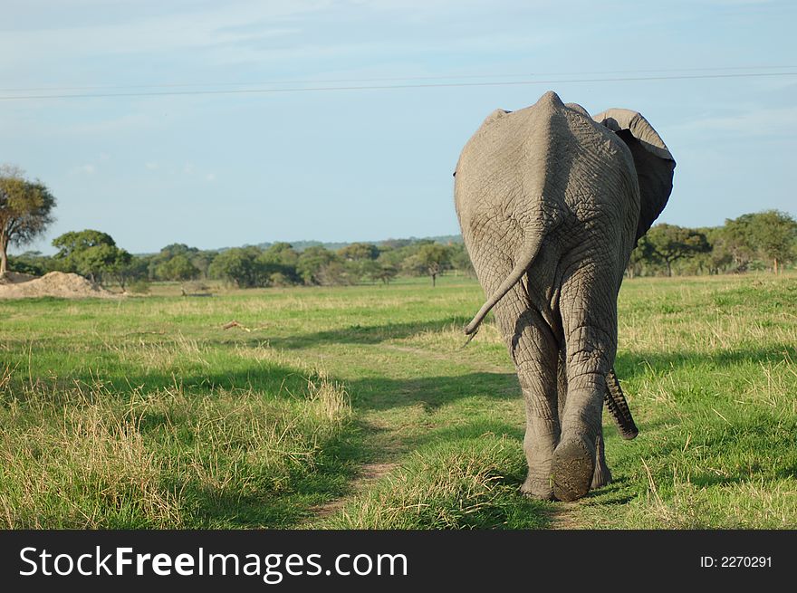 Elephant rear at chaminuka