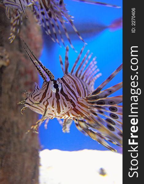 A close up of a Lionfish in an Aquarium. A close up of a Lionfish in an Aquarium