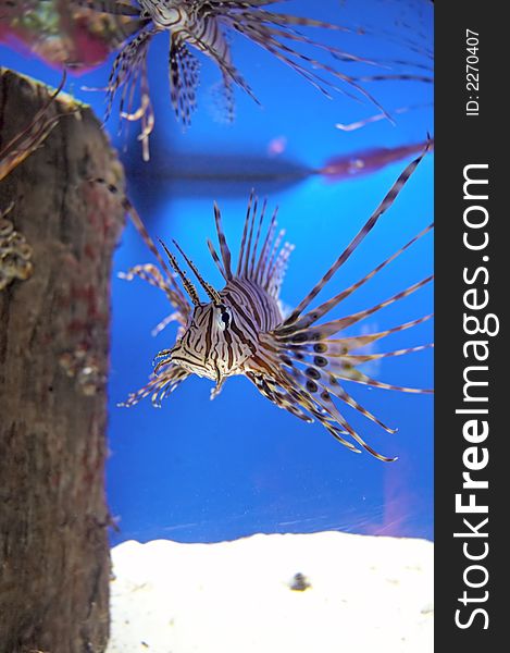 A Lionfish coming close in an Aquarium Tank