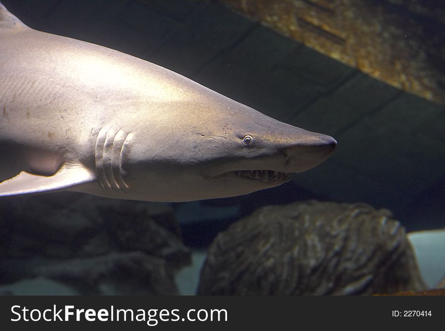 A Shark getting in very close in Aquarium. A Shark getting in very close in Aquarium