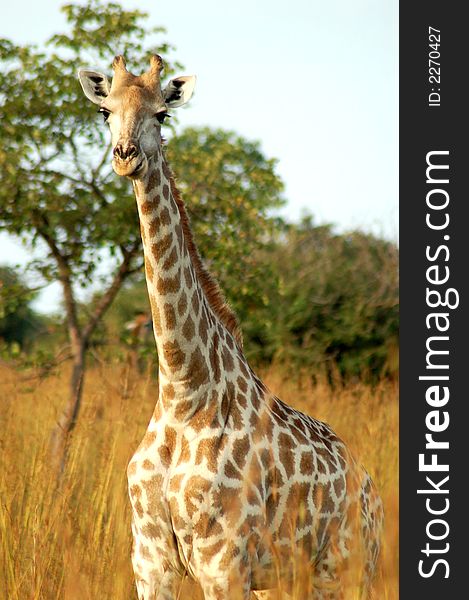 A female giraffe keeps watch