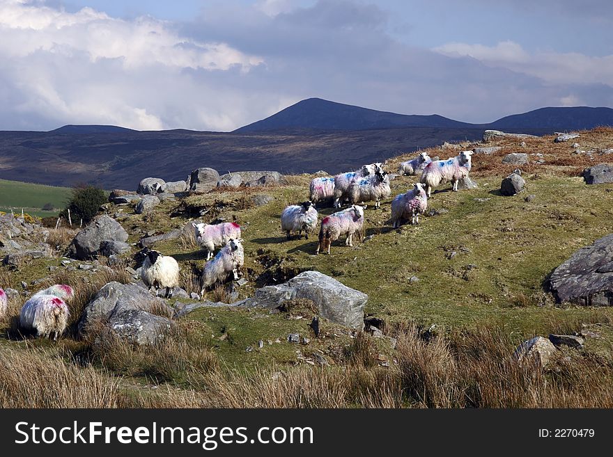 Mountain sheep in kerry ireland. Mountain sheep in kerry ireland
