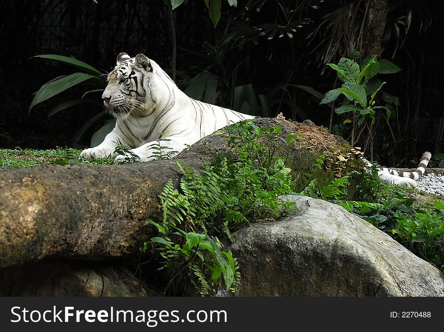 A scenic view of the white tiger