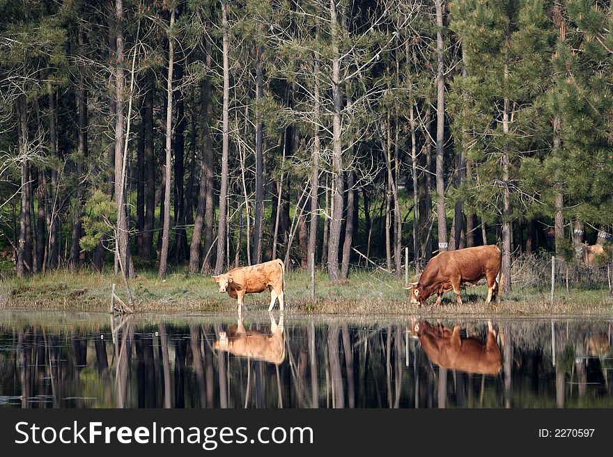 Reflex of two cows in the water. Reflex of two cows in the water