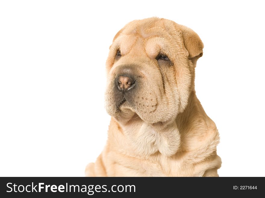 A young sharpei pup posing in the studio. A young sharpei pup posing in the studio