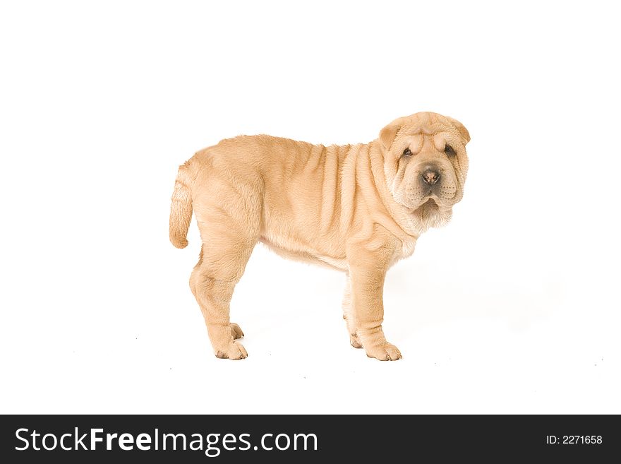 A young sharpei pup standing on the studio floor. A young sharpei pup standing on the studio floor