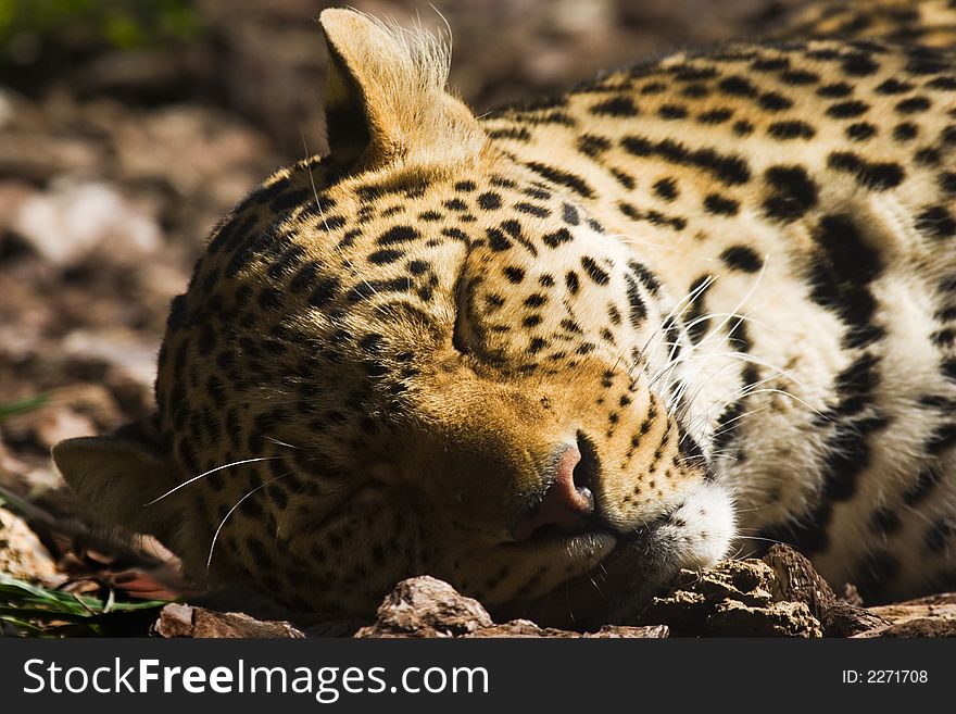 Leopard sleeping in the ground of a zoo. Leopard sleeping in the ground of a zoo