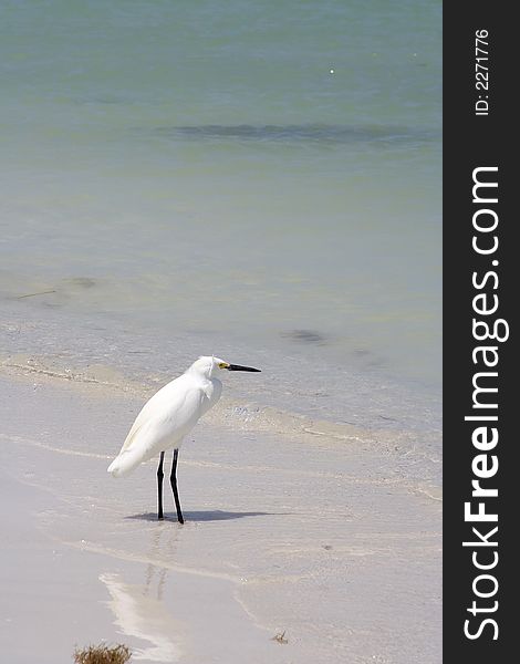 Snowy egret