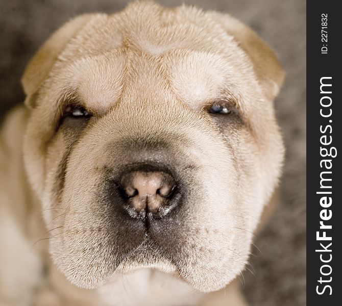 A sad looking puppy portrait in the studio. A sad looking puppy portrait in the studio