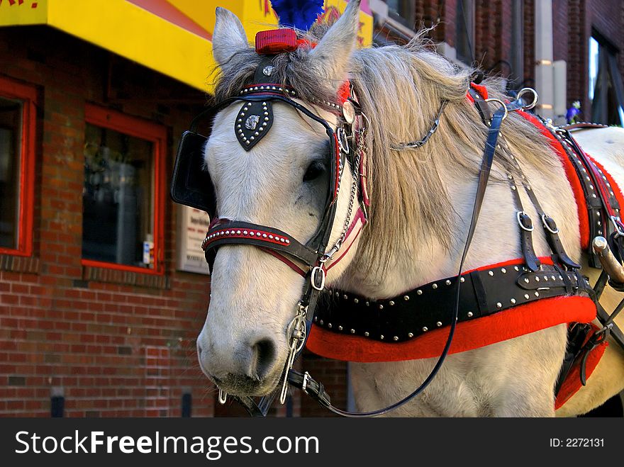 White horse with black bridle leading a carriage down a cobblestone street in boston massachusetts