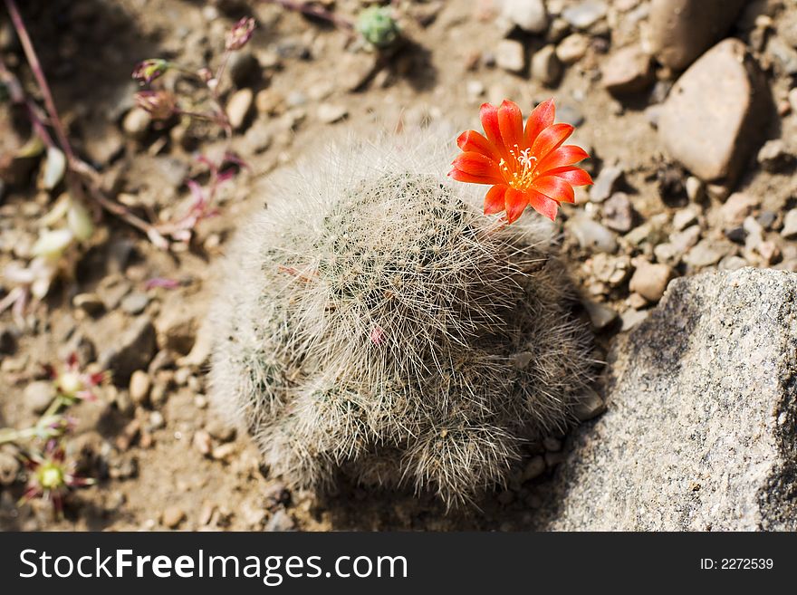 Blooming Cactus in the nature