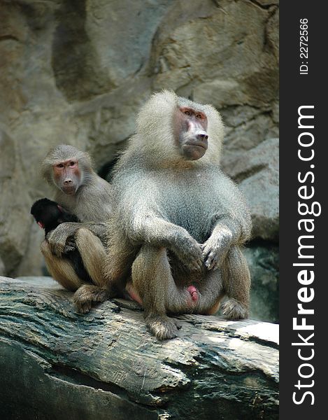 Family of Hamadryas Baboon with offspring at the zoo