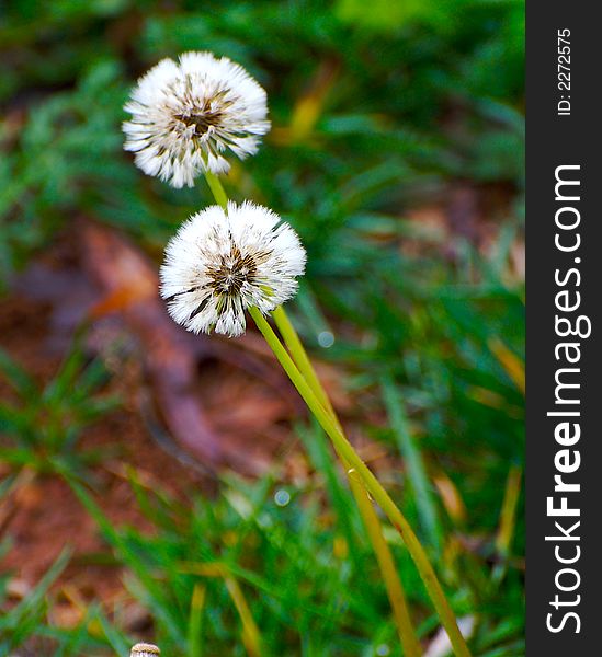 Two dandelion on a green grass background