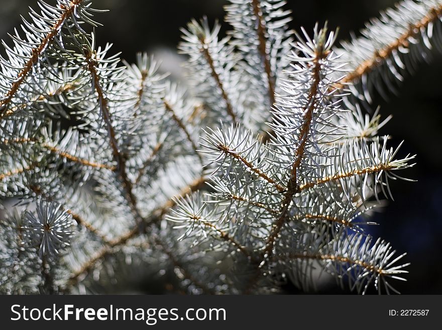 New needles of the fir refluent in faintly blue or/and silvery colors. (natural habitat - Siberia). New needles of the fir refluent in faintly blue or/and silvery colors. (natural habitat - Siberia)