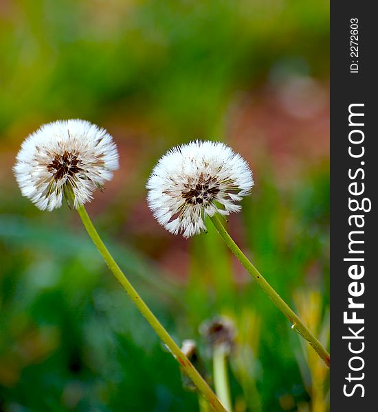 Two dandelion on a green grass background