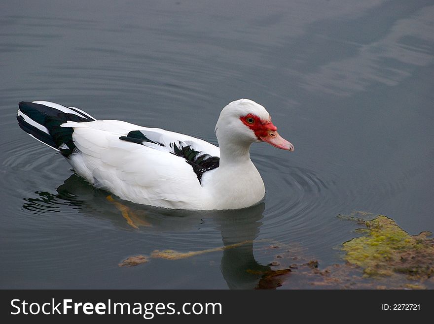 A duck in the blue water lake. A duck in the blue water lake