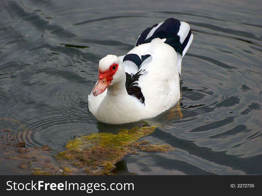 A duck in the blue water lake