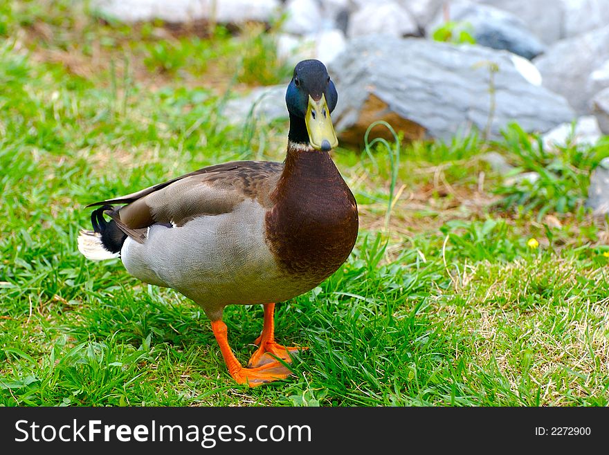 A duck standing on a green grass